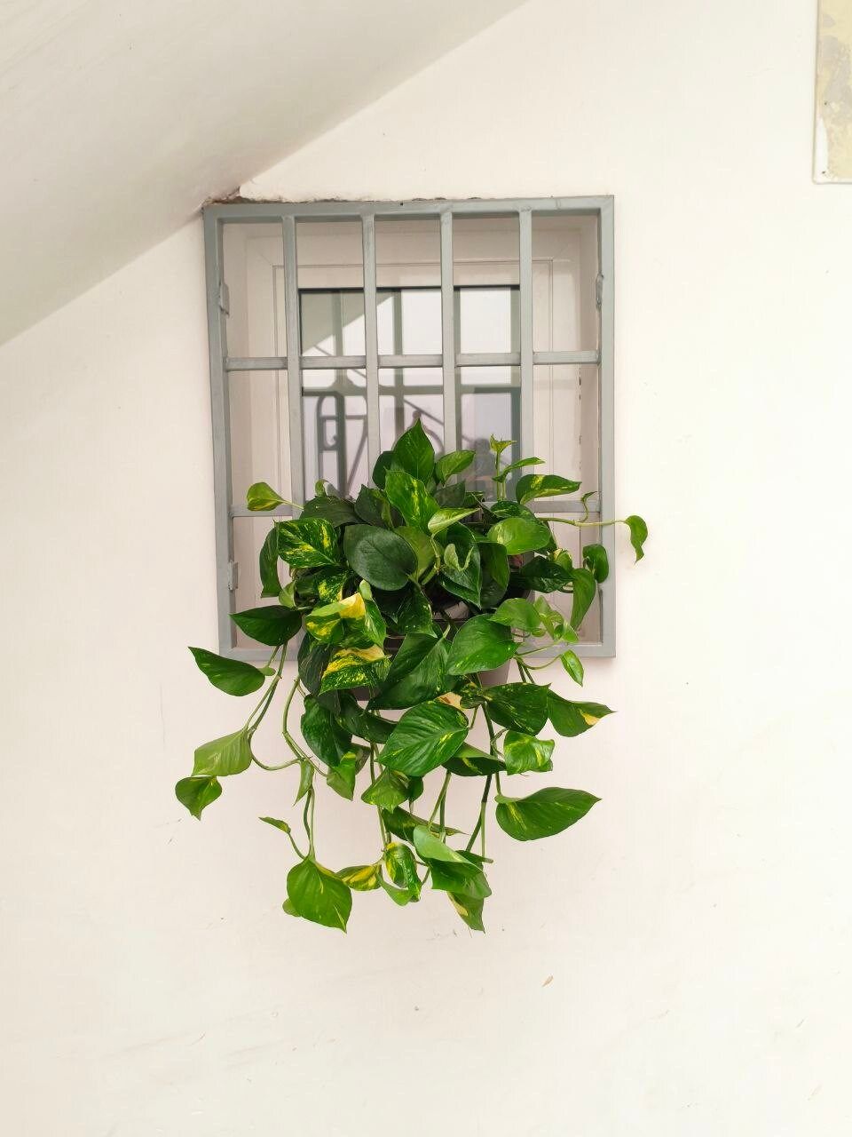 Finestra con pianta di pothos